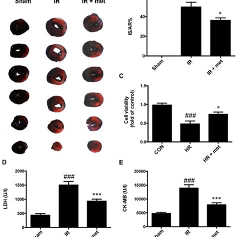 Cardioprotective Effects Of Metformin Against Reperfusion Injury A