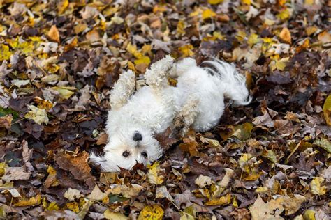 Why Do Dogs Enjoy Rolling In Smelly Fox Or Bird Faeces New Scientist