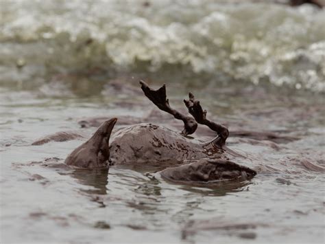 The Oil Spill In A Photo The Picture Show Npr