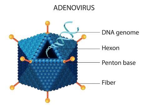 Diagrama De Estructura De Adenovirus Vector Gratis