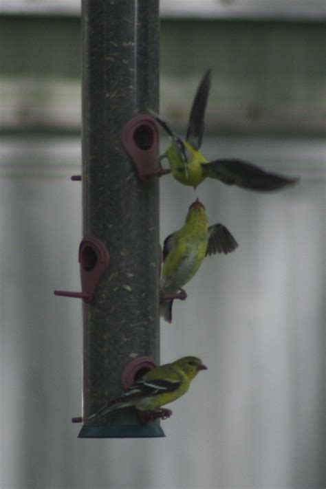 Gold Finches Birds Photographed By Martha Bird Feeders Birds