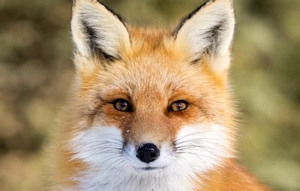 I'll do it when i get the time. The meaning and symbolism of the word - «Fox»