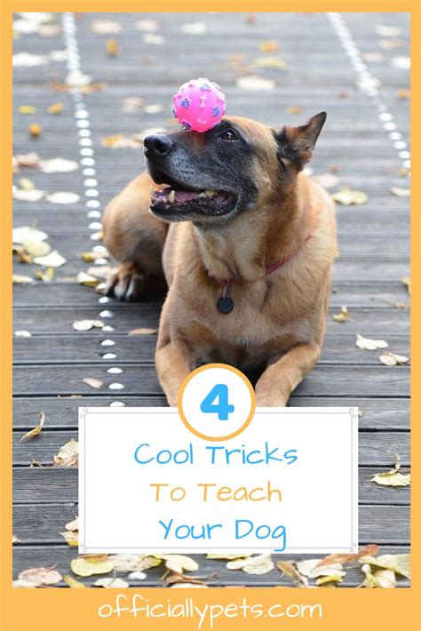 4 Cool Tricks To Teach Your Dog Step By Step Teaching Guide Looking