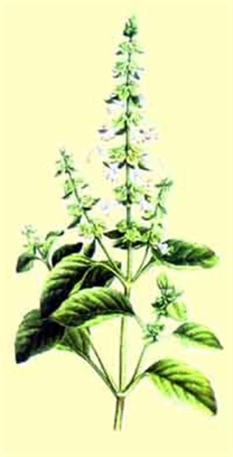 La albahaca es una hierba aromática de la que se utilizan las hojas frescas o secas como condimento. Cultivo y usos en cocina de la albahaca - Pepekitchen