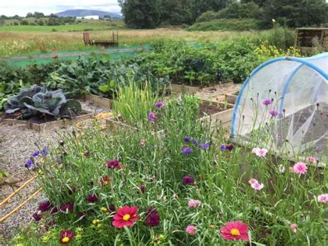 Flowers for vegetable garden uk. Quickcrop flower garden