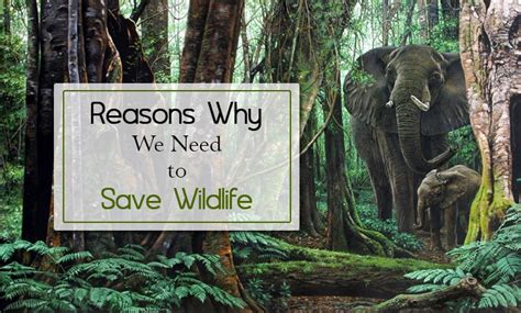 Reasons Why We Need To Save Wildlife Wildlife Conservation Tour My