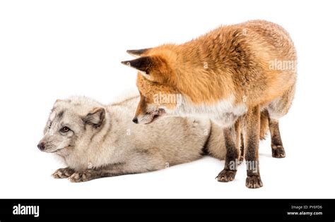 Red Fox Vulpes Vulpes Standing And Arctic Fox Vulpes Lagopus Lying