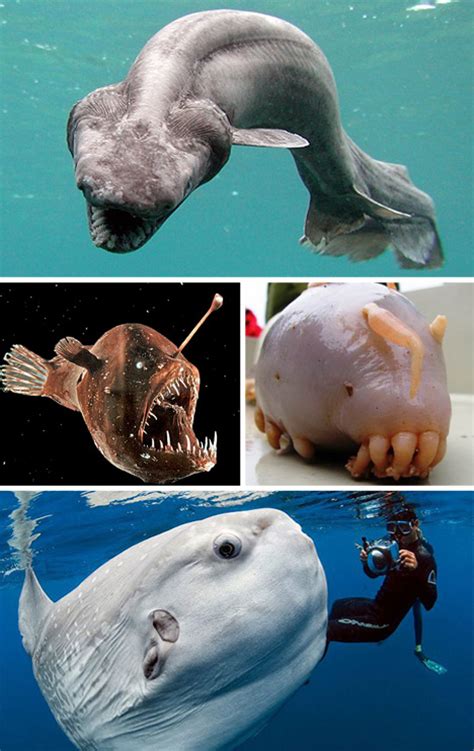 Scary Seas 21 Terrifying Real Life Deep Ocean Creatures