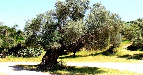 Department of agriculture plant hardiness zones 8 through 10. Olive tree seeds - 5 types of olive tree - 5X40=200 Seeds ...