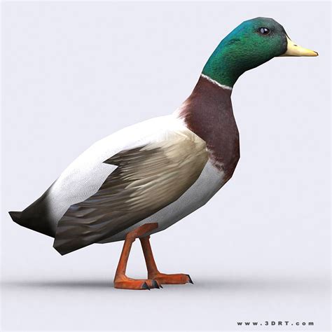 Animated 3drt Duck Cgtrader