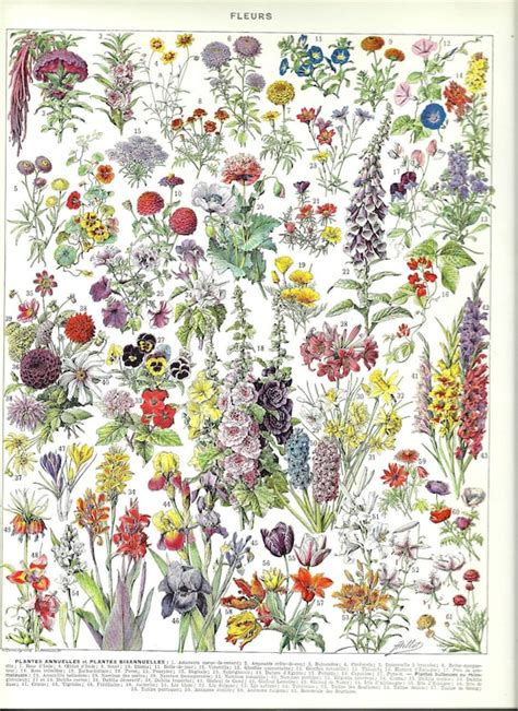 Vintage Floral Botanical Prints Maybe You Would Like To Learn More