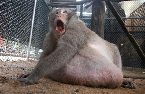 Thailands Chunky Monkey On Diet After Gorging On Junk Food Wach