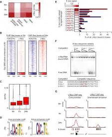 Transcriptional Amplification In Tumor Cells With Elevated C Myc Cell