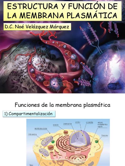 Estructura Y Funcion De La Membrana Celular Compartir Celular