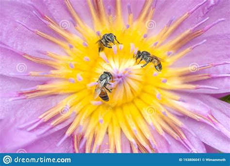 Closeup Of Honey Bee Pollinate On A Water Lily Stock Image Image Of