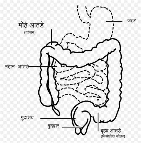 File Intestine Mr Svg Small Intestine And Large Intestine Drawing Text