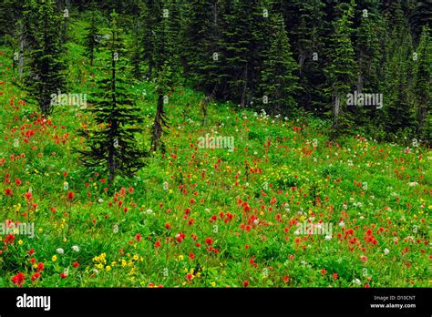 Meadows In The Sky Alpine Flowers In Late Summer Bloom Mount