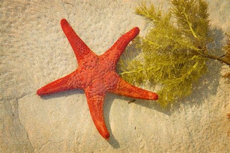 Image Of A Red Sea Star Austockphoto