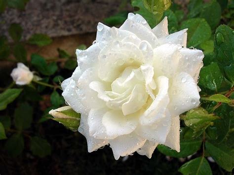 Rose Blanche Flowers Photo 33591223 Fanpop