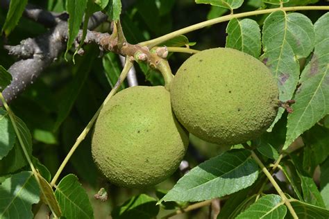 Nebraska fruit and vegetable growers' association. Black Walnut (Juglans nigra) in Winnipeg Headingley Oak ...