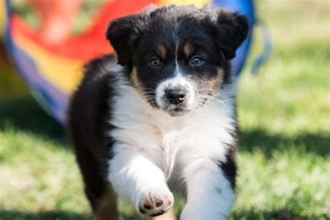 However, different breeds will have different genes that code for blue eyes. Dogs With Blue Eyes: Meet These 6 Dog Breeds