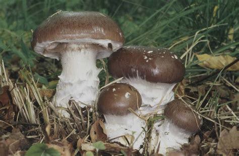 Pilz endüstriyel otomasyon konusundaki bilgi birikimi ve tecrübesiyle işletmelerinizi daha emniyetli ve verimli hale getirmektedir. Pilz des Jahres 2010: Schleiereule