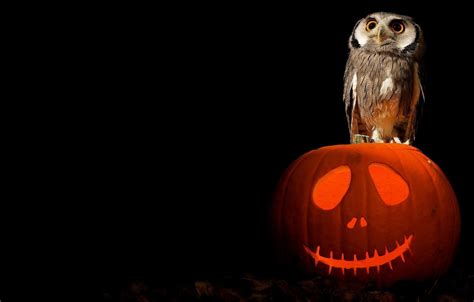 🔥 46 Halloween Owl Wallpapers Wallpapersafari