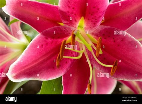 Tiger Lilly Leaf Hi Res Stock Photography And Images Alamy