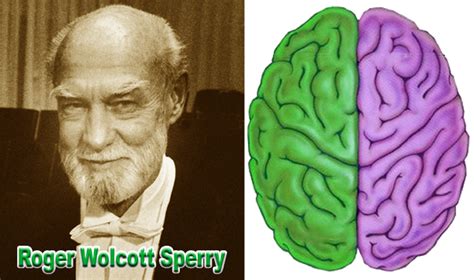 Secara umum bagian otak besar dibagi menjadi dua yakni otak kanan dan otak kiri. Roger W. Sperry sang penemu otak kiri dan otak kanan ...