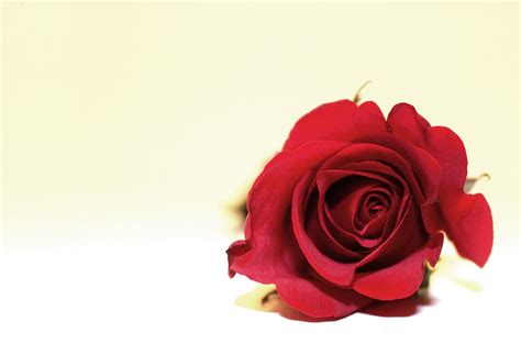 Single Red Rose Free Stock Photo Public Domain Pictures