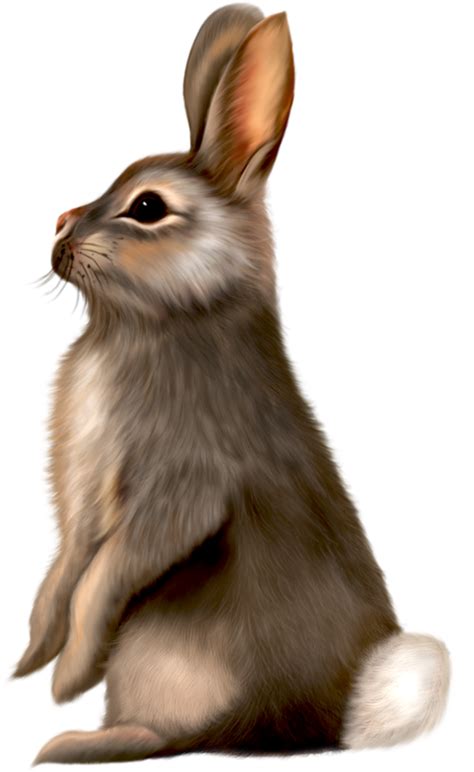 Download High Quality Bunny Clipart Realistic Transparent Png Images Art Prim Clip Arts