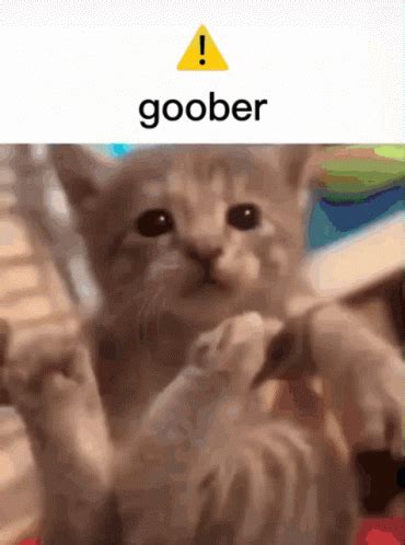 Goober Tank The Cat GIF Goober Tank The Cat Discover And Share GIFs