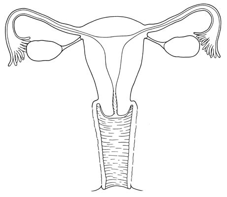 Blank diagram of human reproductive systems : Female Reproductive System by: Jessica Mohler