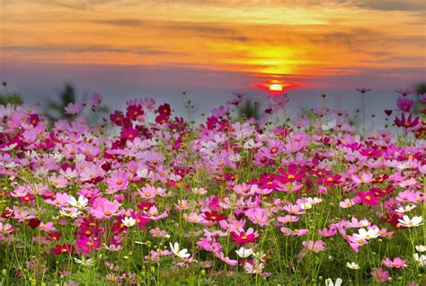 Cosmos Flower Field On Sun Rise Backgroundspring Season Flowers Stock