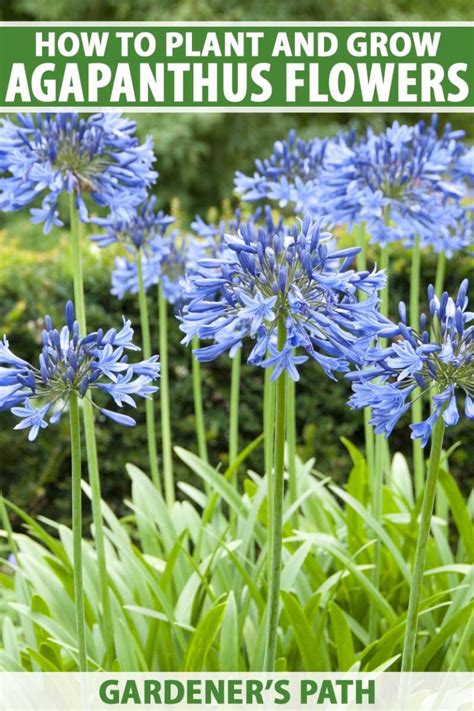How To Grow And Care For Agapanthus Flowers Gardeners Path