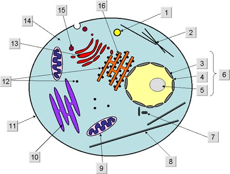 Diagram of a plant cell. Blank Animal Cell Diagram - ClipArt Best