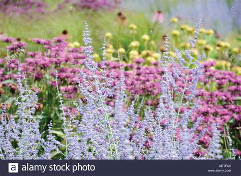 Russian sage, perovskia available now at american meadows. Perovskia 'Blue Spire', Russian sage Stock Photo - Alamy