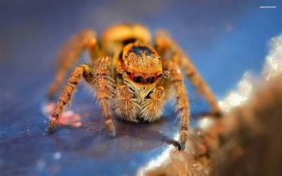 Spider Tarantula Wallpapers Jumping Desktop Spiders Insect