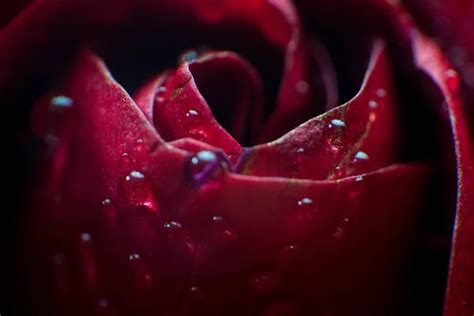 Symbol Of Love And Romantic Feelings Red Rose Petals Macro Picture With