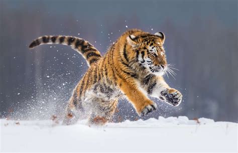 Siberian Tigers Are The Largest Feline In The World But There Are Only