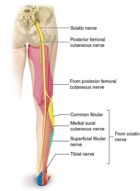 Sciatica Pain Can Radiate To The Knee Personal Injury Doctor