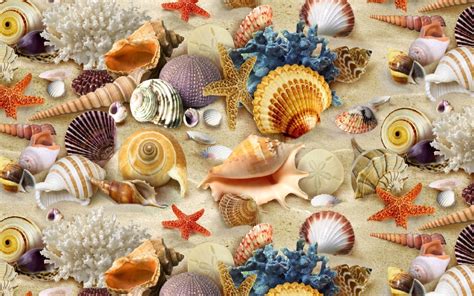 Seashells Hd Wallpaper Background Image 2560x1600 Id764597