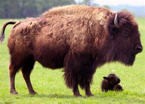 Holy Cow Theres A Bison Farm On Long Island Huffpost Life