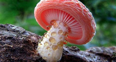 Actualidad El Reino Fungi Noticias Ojo PerÚ