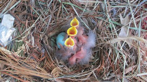 Free Baby Birds In Nest Stock Photo