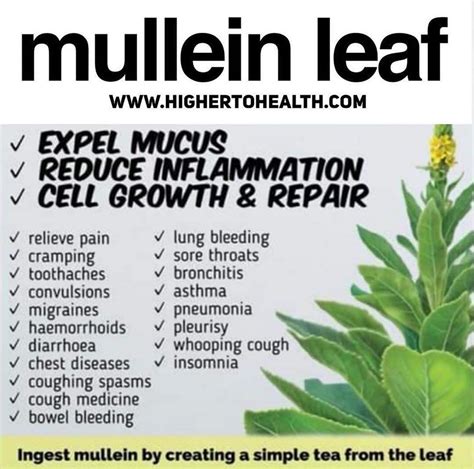 Mullein Is Considered Beneficial For The Lungs Because It Is An