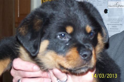 This website page contains a list of rotties for stud in detroit, grand rapids, lansing and michigan by reputable breeders. Rottweiler puppy for sale near Detroit Metro, Michigan | 9e4e8024-3031