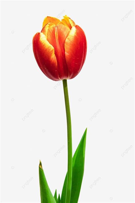 Gambar Sejambak Bunga Tulip Musim Bunga Tanaman Bunga Segar Png Dan