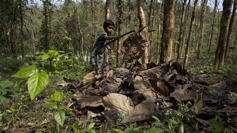 Indias Forests Are Under Threat Environment Al Jazeera
