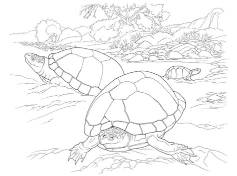 Free Printable Turtle Coloring Pages For Kids